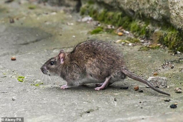 In 2022, more than 40,000 homes in San Francisco showed signs of rats, and damage to cars on Neumann's street alone cost more than $15,000.