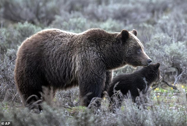 The driver who ultimately killed Grizzly 399 – also known as the world's most famous bear – will face no consequences from the collision that caused her tragic death on Tuesday