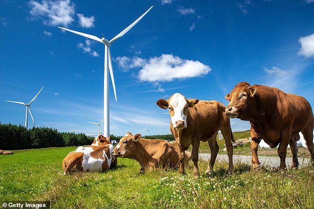 Hot air: Farmers can increase their income with cows and wind turbines