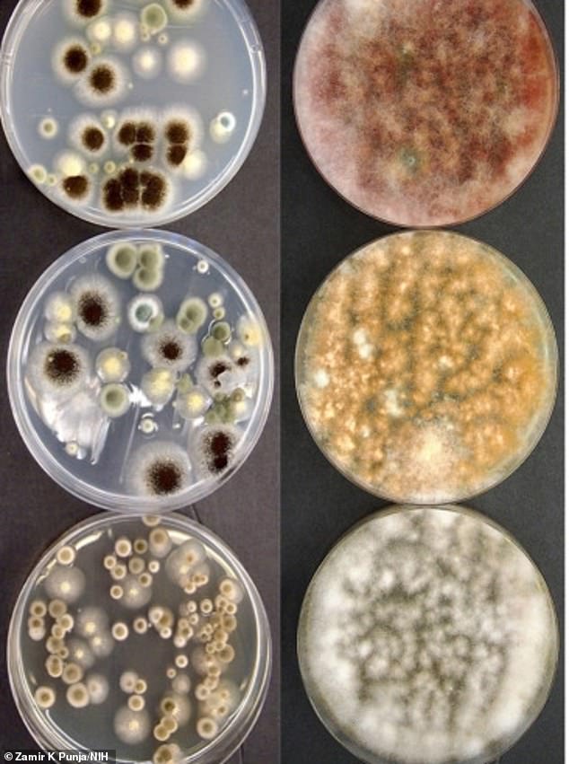 Mold samples taken from marijuana plants. The petri dishes on the left show evidence of Fusarium - a large genus of filamentous fungi that connect the cannabis plant, as well as the toxins they produce