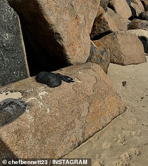 In his outraged post, Shannon shared a series of photos of bags of dog poop apparently left near his home and on the beach.