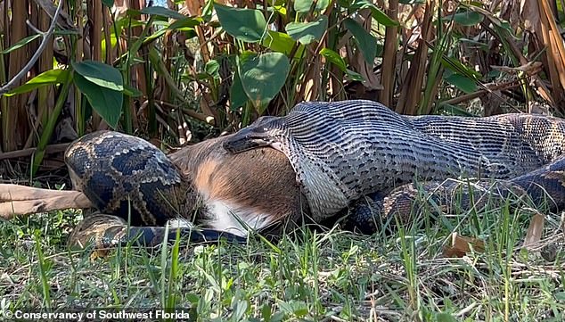 Ian Bartoszek and Ian Easterling, biologists with the Conservancy of Southwest Florida, spotted the 115-lb. female predator that engulfed a large 30kg white-tailed deer in Naples last year