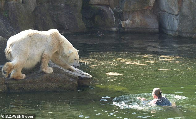 Visitors on a fun day out at the zoo were soon to take a nightmarish turn after a woman scaled the three-metre high perimeter wall and jumped into the icy water below and swam towards the bears