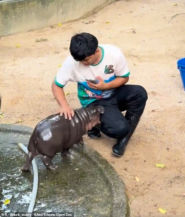 Baby hippo Moo Deng has been called 'feisty' and 'mean' by fans after a video of her playfully biting a handler goes viral