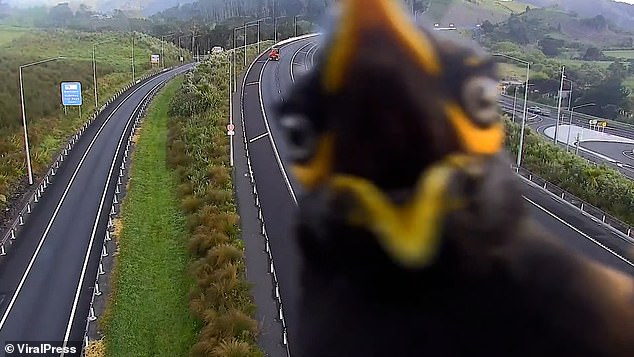 This is the funny moment a bird was caught checking itself on a highway camera in New Zealand