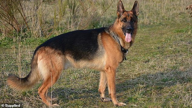 NSW Police are in mourning after two German Shepherd police dogs were found dead under mysterious circumstances in Sydney's south on Thursday. Stock image