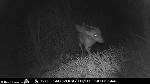 It is home to more than 200 animals, ranging from giraffes to cheetahs. But despite this extensive collection, the keepers of the Bristol Zoo Project are baffled by a mysterious creature