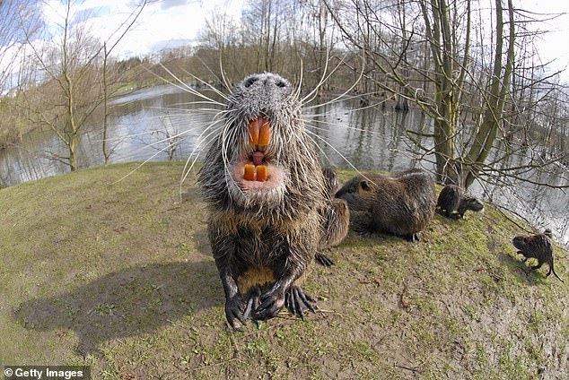 Nutria, also known as coypu, is an invasive rodent species that can weigh up to 20 pounds and grow to 6.5 meters in length