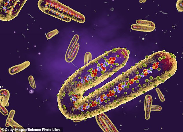 The Marburg virus, a relative of Ebola, causes people to bleed from their body orifices and kills up to 9 in 10 of those infected.