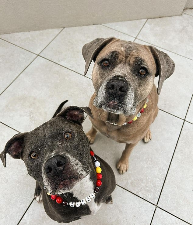 Brittany shared a photo of their dogs wearing Swift-style friendship bracelets as collars