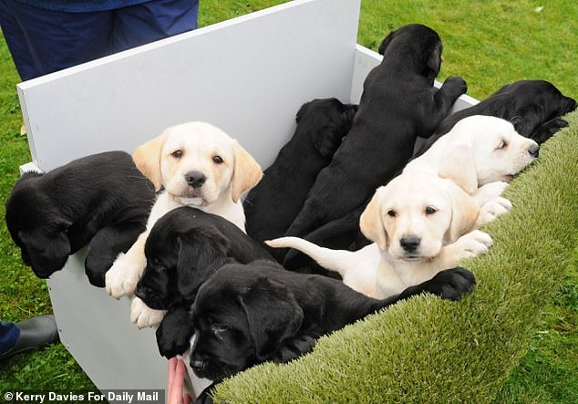 Like any proud mother, Yuko the Labrador loves to show off her litter of nine beautiful puppies. But this group is extra special as Yuko is the first Japanese dog to have a litter of guide dog puppies in the UK