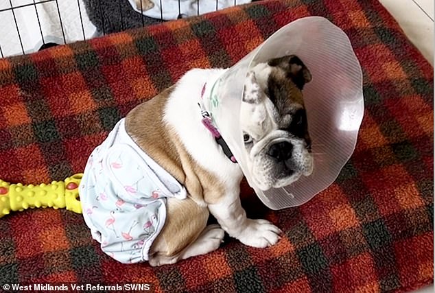 Luckily, the puppy lived up to her name after vets performed life-saving surgery to give her a good bum