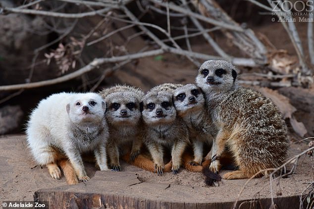 The reason for Snowy's abnormal color remains a mystery, but the zoo said she wasn't born that way