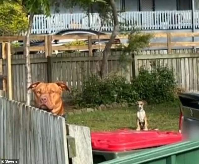 A two-year-old American Staffordshire cross named Loki has been seized by the City of Moreton Bay Council in Queensland after it attacked a woman and her dog on Sunday