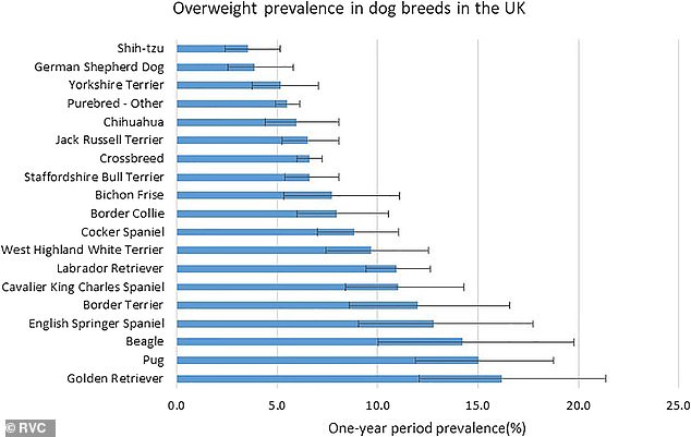 Researchers from UK Pet Food warn that 50 per cent of dogs are overweight – with four popular breeds at the top of the list