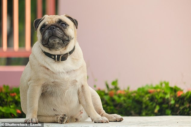 It's something that is often seen as cute. But carrying a few extra pounds can put your dog at risk for a number of health problems, including heart disease, osteoarthritis and diabetes.