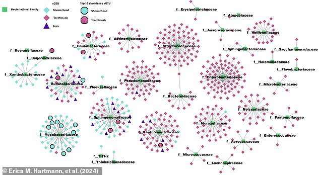 By sequencing the DNA in samples from bathrooms, researchers discovered 614 viruses that live on your showerhead (blue dots) and toothbrush (red dots). This graph shows which types of bacteria these viruses were associated with