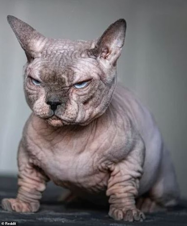 The 'unnatural' sphynx-like breed has short, curved legs and heavily wrinkled skin