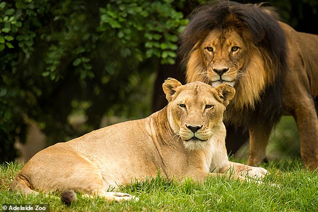 Adelaide Zoo's beloved African lion pair Amani (left) and Mujambi (right) humanely euthanized