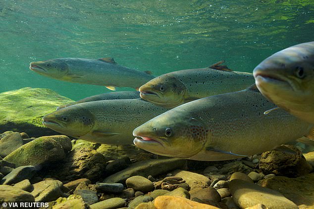 Salmon numbers are at their lowest levels ever recorded in Britain, with scarcity suggesting rivers are unhealthy (file photo)