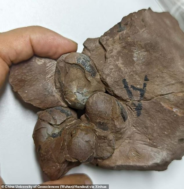 Researchers in China discovered a rare fossil of dinosaur eggs from 80 million years ago, the smallest ever recovered. At just 3.5 cm long, the egg belongs to a new dinosaur species that could help paleontologists understand their reproductive habits and species diversity