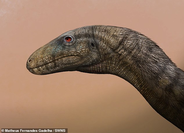 Above, an illustration of 'Gondwanax paraisensis', now believed to be an 'agile and lightweight' ancestor of the dinosaurs - dating back 237 million years