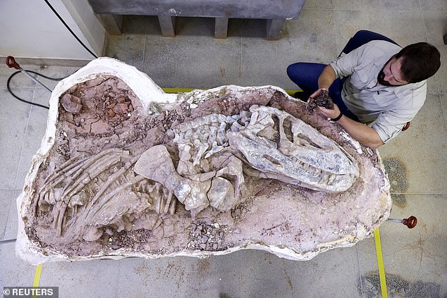 Above, paleontologist Rodrigo Temp Müller holds a fossil of the new species, called 'Gondwanax paraisensis', next to a modern-day fossil of 'Prestosuchus chiniquensis', a species that also lived 237 million years ago.