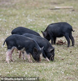 The researchers simulated the effects of a heart attack in Tibetan mini pigs (pictured) to see if there was a link between liver function and brain damage