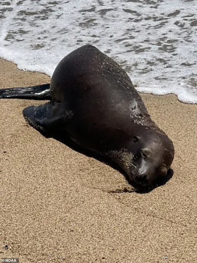 A two-year-old sea lion named Espy died after being shot in the chest