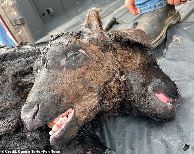 No, you are not seeing double: this cow really has two heads! The mutated cow was born somewhere in Kentucky with two heads, including four eyes and ears, and two mouths and noses