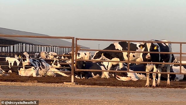 A video shows a California cattle ranch appearing to keep sick cows next to healthy cows, many of which are 'lying down, and some flat'