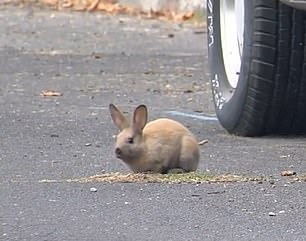 What started as two to three bunnies has not grown into 75 bunnies in Spokane's Hillyard neighborhood