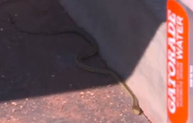 A snake entered the dugout on Monday as the Dodgers lost Game 2 of the NLCS to the Mets