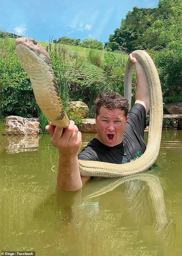 Graham 'Dingo' Dinkleman died last Saturday from cobra venom, after revealing two years ago that he was severely allergic to the venom. Pictured: Dingo with Thor, his Malaysian King Cobra pet snake