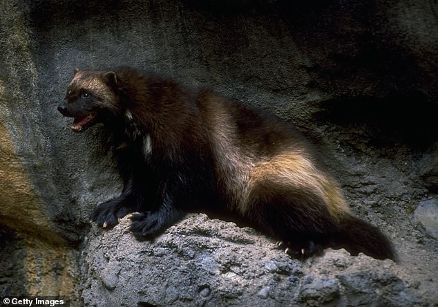 Like bears, wolverines or 'gluttons', they walk on the soles of their feet and have curved, semi-retractable claws that allow them to climb trees