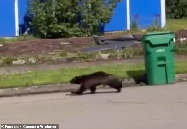 Oregon residents were left stunned after spotting an incredible wolverine sprinting down a suburban street