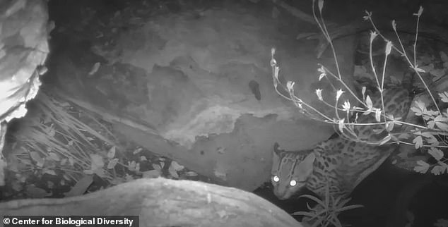 The ocelot was spotted in Arizona's Sky Island Mountains on a trail cam in July