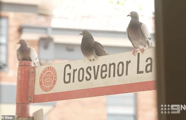 Two more pigeons were seen sitting on a nearby street sign, looking toward the store and an opportunity to enter.