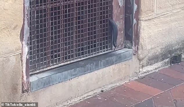 The red-bellied black snake (pictured) was spotted by a pedestrian on Tuesday as it tried to maneuver out of a grille at the Cruise Bar in Circular Quay