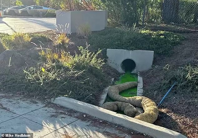 The luminescent liquid, which the Palo Alto Fire Department says is a harmless mixture of borax, lye and green food coloring, spilled from the Bay Area office.