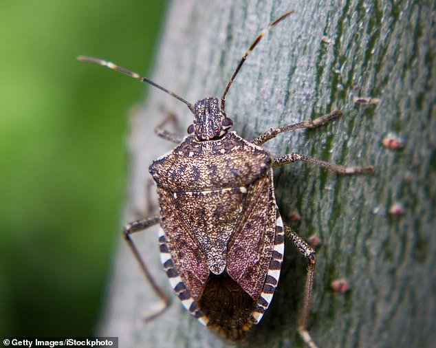 The brown-winged cicada joins the brown marmorated stink bug (pictured) and the box tree caterpillar, while invasive insects from China and East Asia are feared to wreak havoc here