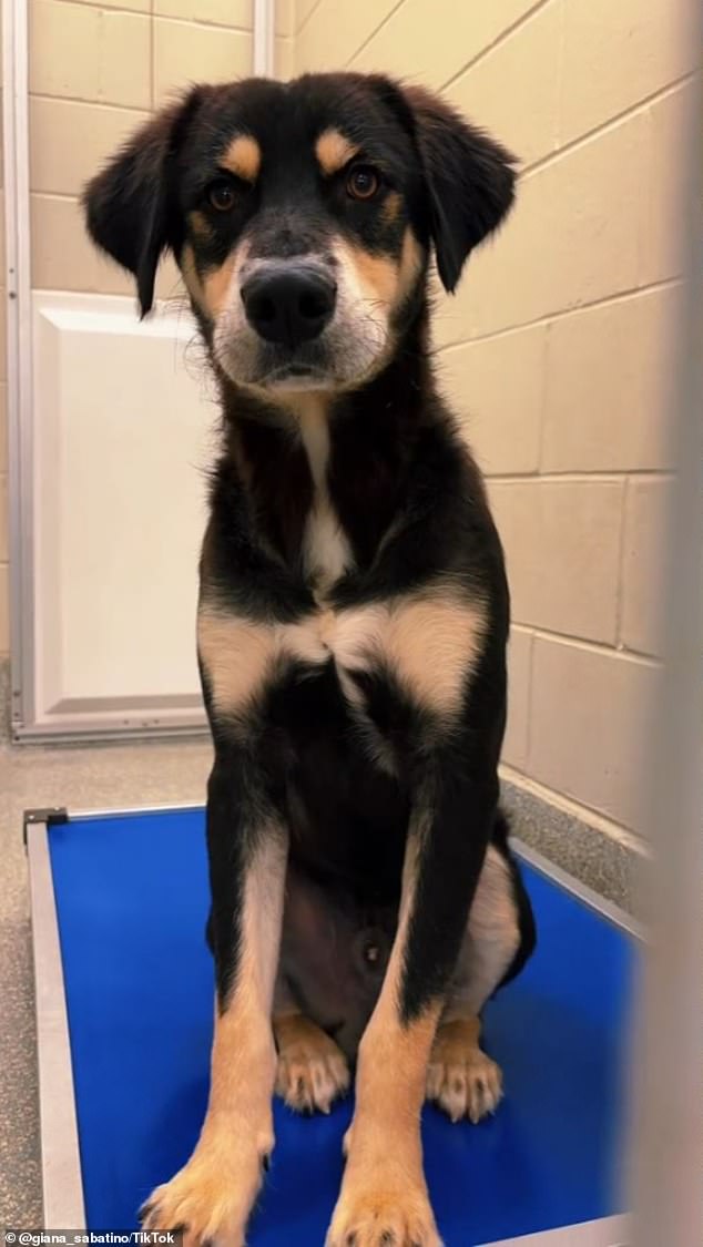 When Hurricane Helene hit the southern US, hundreds of dogs were evacuated from shelters in hurricane-affected areas including Florida, Tennessee and North Carolina.