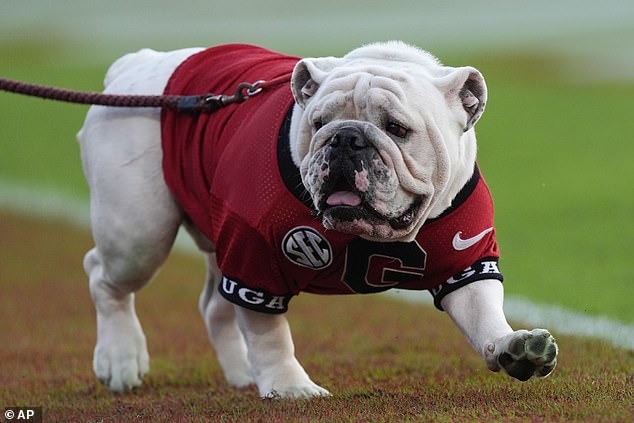 Georgia Football's live mascot Uga will not travel to Saturday's game against Texas