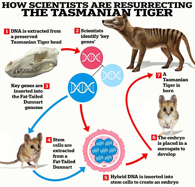 Scientists from Colossal Biosciences say they have made a major breakthrough towards reducing the Tasmanian Tiger. This image shows how this process will work