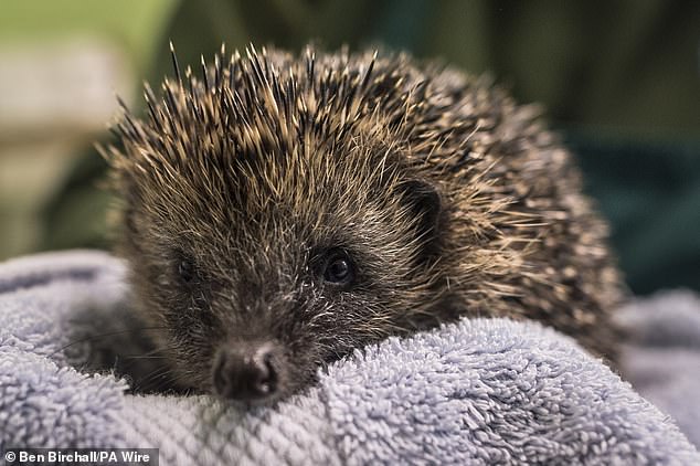 It is an iconic symbol of British wildlife and has even been voted Britain's favorite wild animal several times. But according to a worrying new report, the hedgehog is in danger of extinction