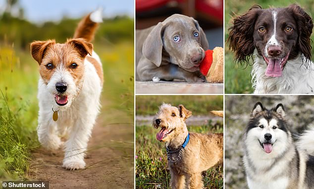 Vets have revealed the breeds involved in the most incidents over the past 35 years, including several smaller dogs. Pictured: Jack Russell (left), Weimaraner (top center), Springer (top right), Lakeland Terrier (bottom center), Alaskan Malamute (bottom right)