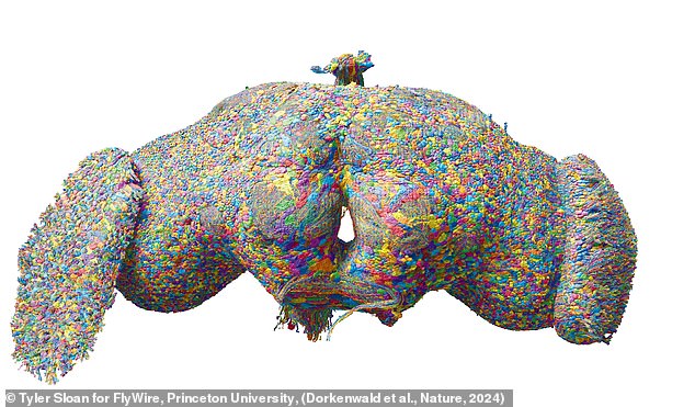 The Most Detailed Map Of The Brain EVER Seen: Stunning Images Reveal ...