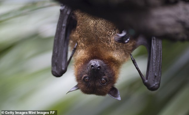 The child showed no signs of a bite or scratch from the bat, so the parents did not administer a rabies vaccine