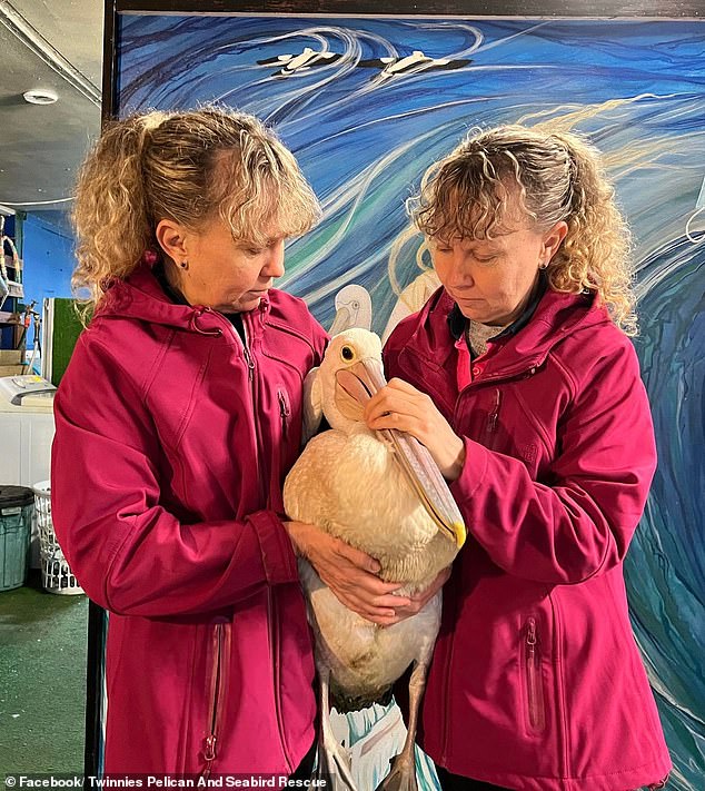 Twins ask why two birds were taken from their Queensland