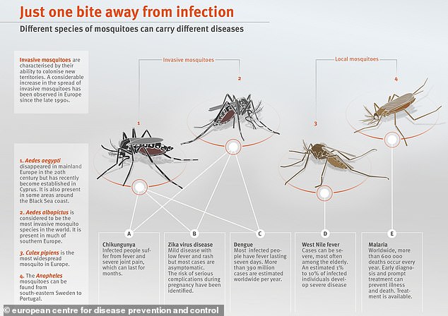 Not all mosquitoes spread malaria and some also spread other diseases. In East and Southern Africa the disease is mainly spread by the Anopheles funestus mosquito (photo right)